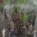 毛慈菇，山慈菇，组培苗驯化苗野生都有苗，可以实地看货