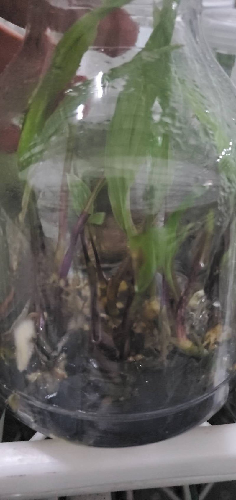 毛慈菇，山慈菇，组培苗驯化苗野生都有苗，可以实地看货