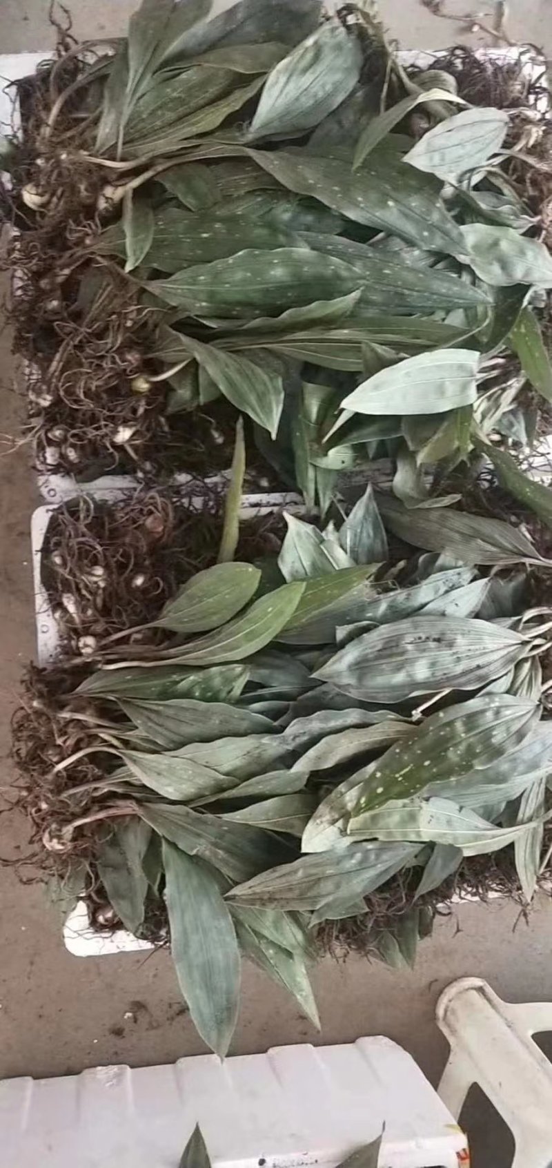 毛慈菇，山慈菇，组培苗驯化苗野生都有苗，可以实地看货