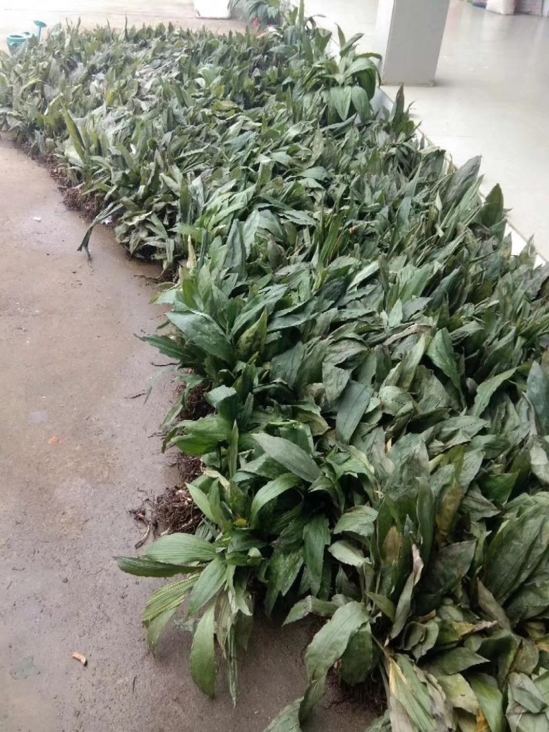 毛慈菇，山慈菇，组培苗驯化苗野生都有苗，可以实地看货
