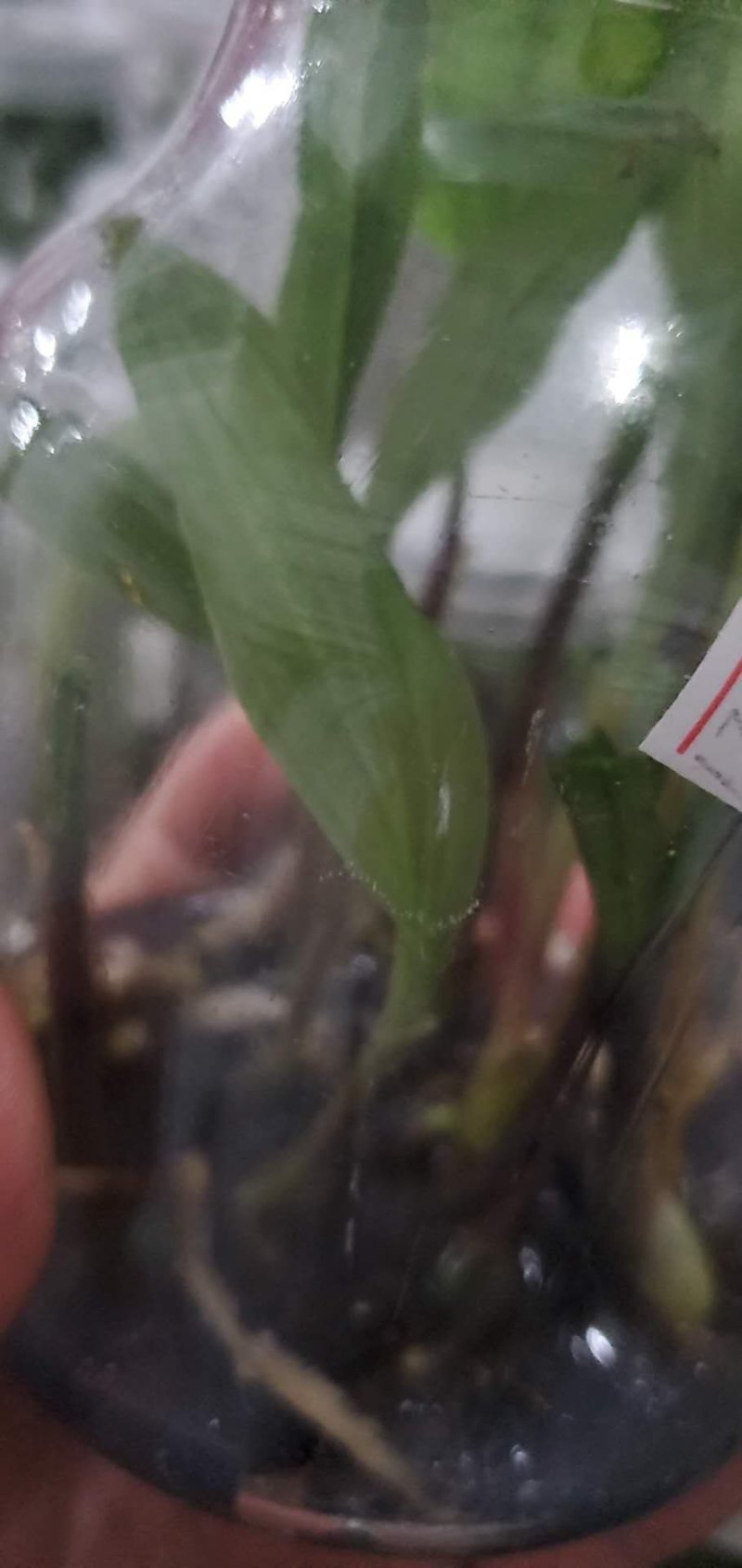 毛慈菇，山慈菇，组培苗驯化苗野生都有苗，可以实地看货
