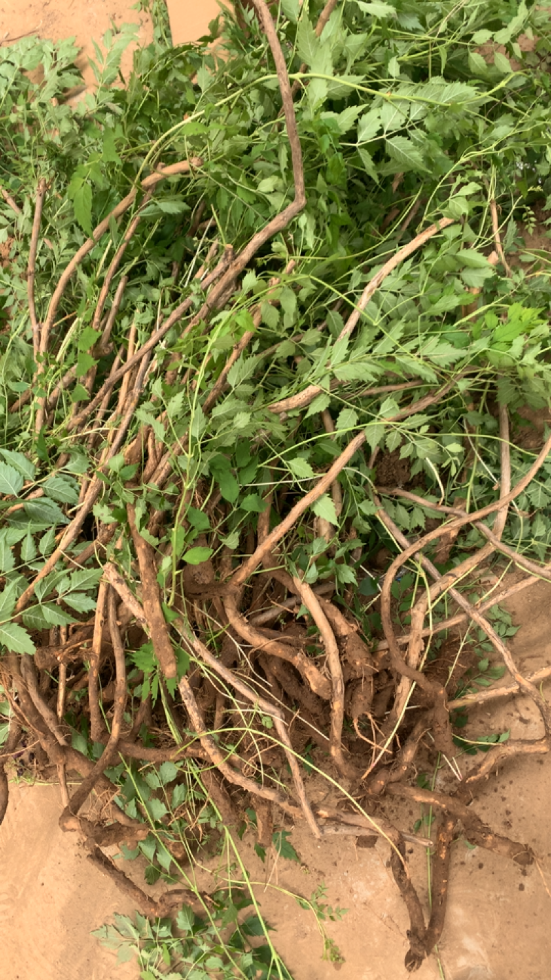 凌霄，藤本攀援植物凌霄花苗，1至12公分现货批发