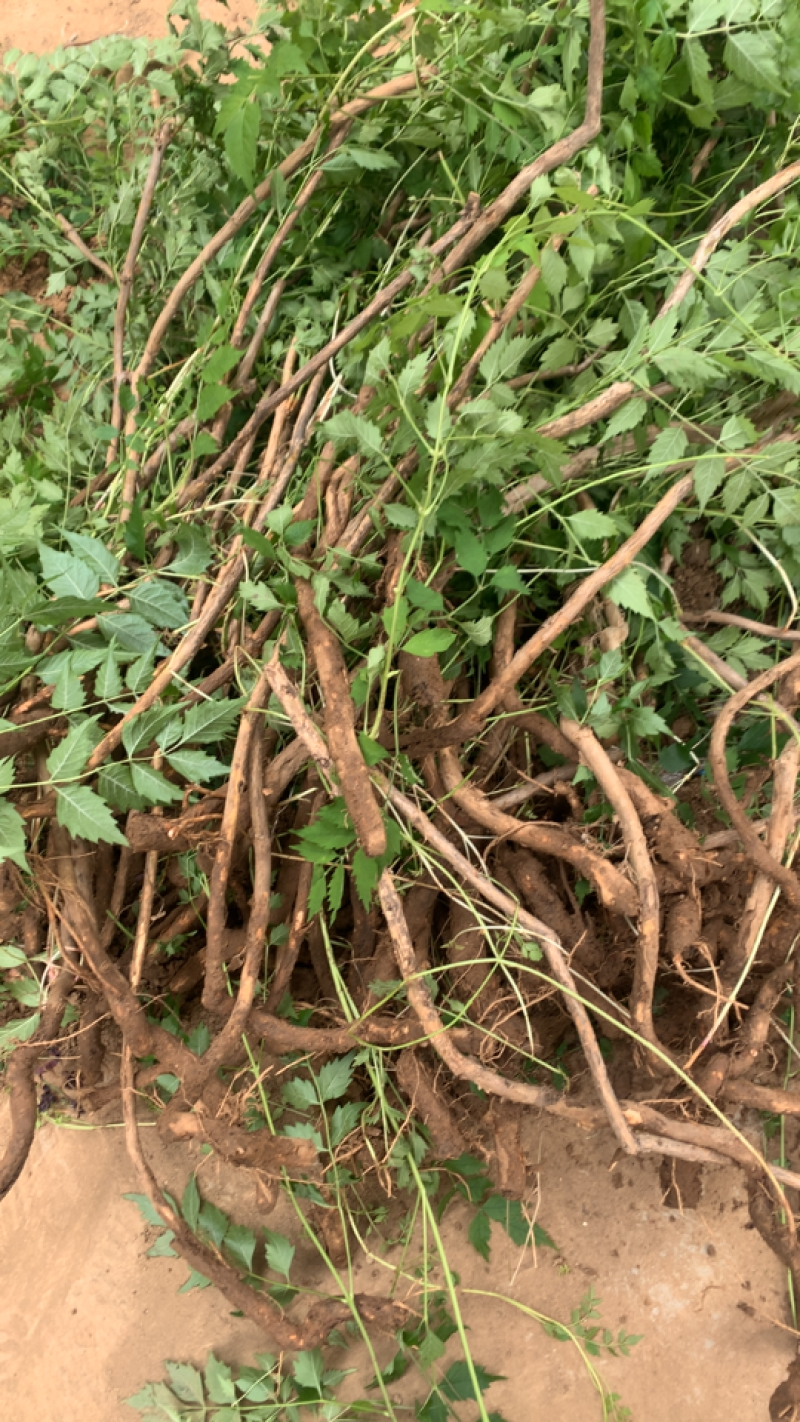 凌霄，藤本攀援植物凌霄花苗，1至12公分现货批发