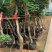 凌霄，藤本攀援植物凌霄花苗，1至12公分现货批发