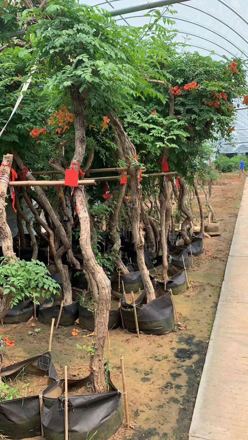 凌霄，藤本攀援植物凌霄花苗，1至12公分现货批发