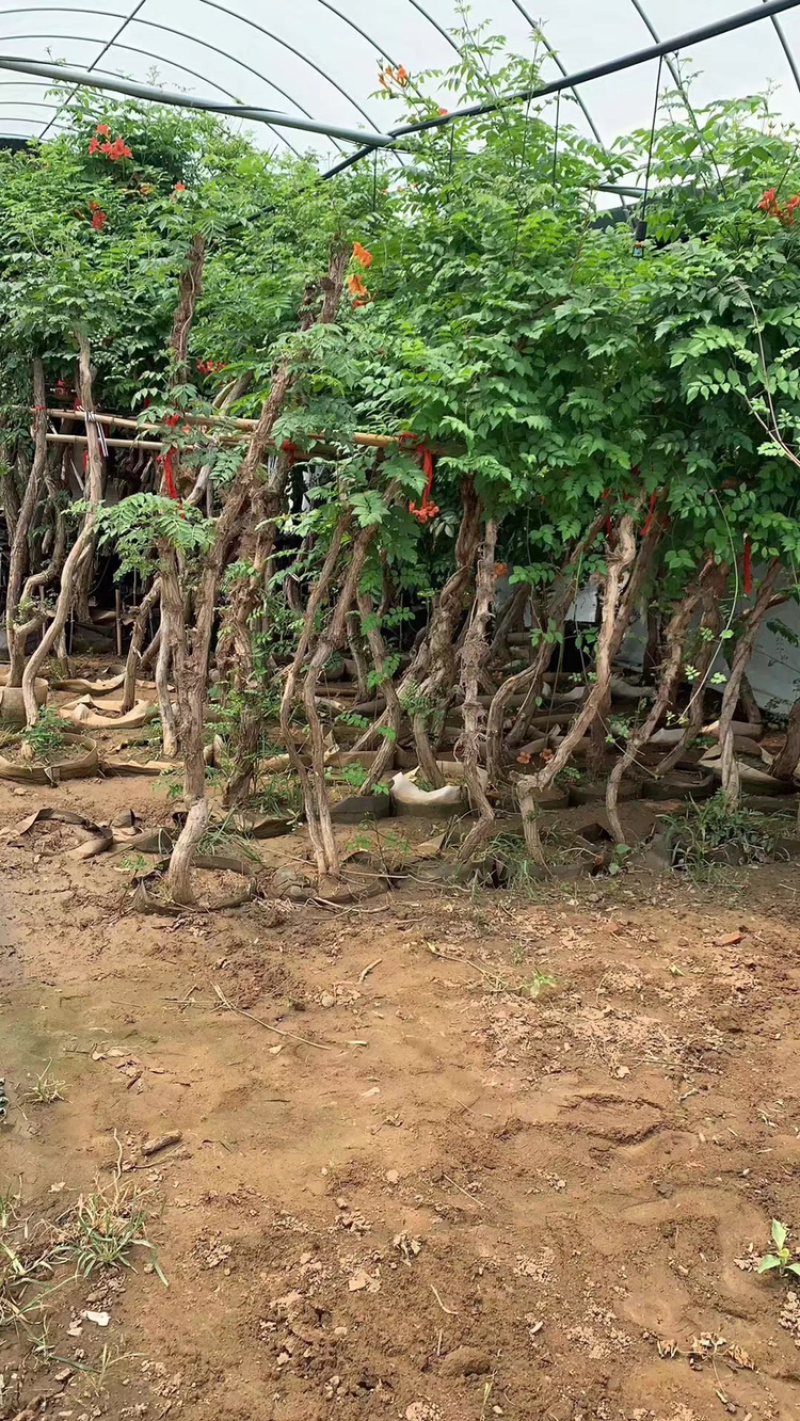 凌霄，藤本攀援植物凌霄花苗，1至12公分现货批发