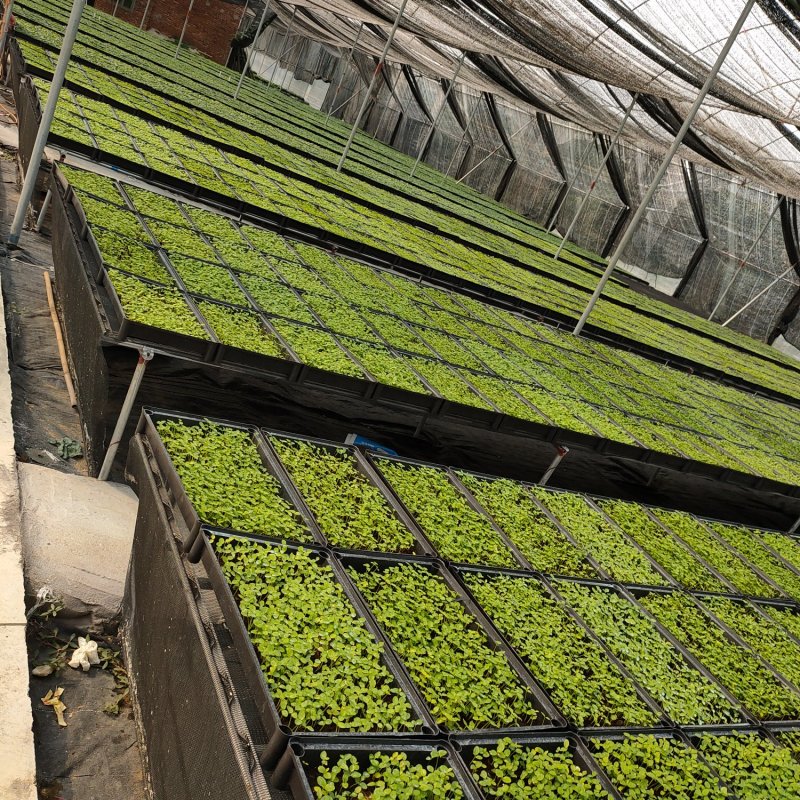 百花天堂鸟白花天堂鸟种苗室内观叶盆栽绿植净化空气
