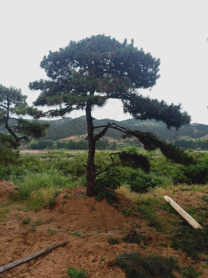 造型油松