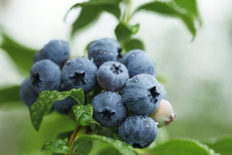 『精品』蓝莓口感酸甜品种繁多产地直销量大从优