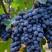 『精品』蓝莓口感酸甜品种繁多产地直销量大从优