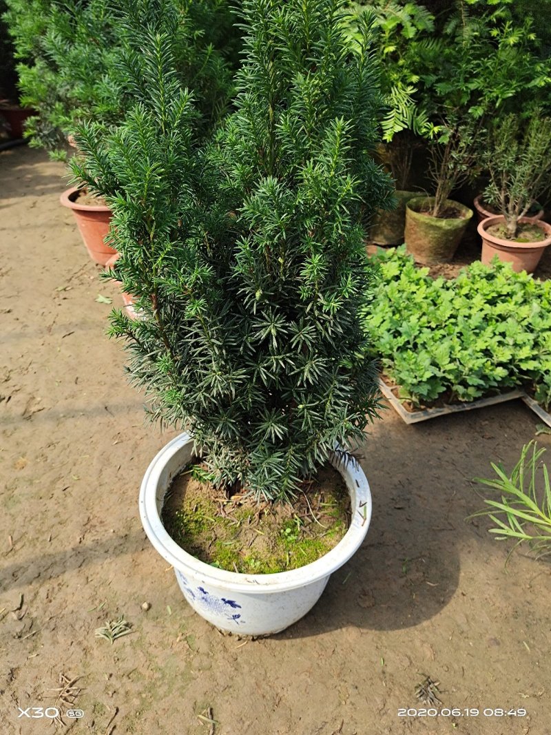红豆杉带果曼地亚红豆杉带盆原盆原土包邮发货