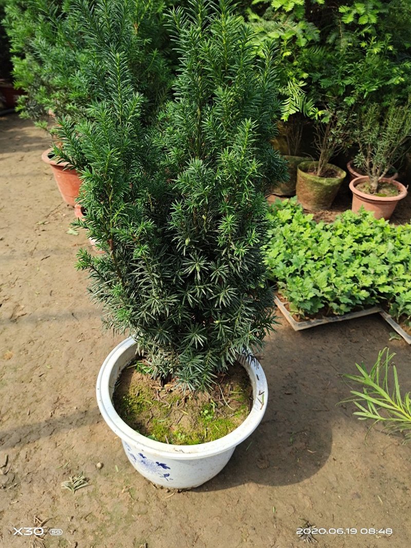 红豆杉带果曼地亚红豆杉带盆原盆原土包邮发货