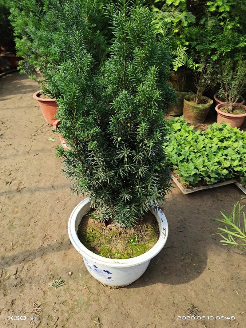 红豆杉带果曼地亚红豆杉带盆原盆原土包邮发货