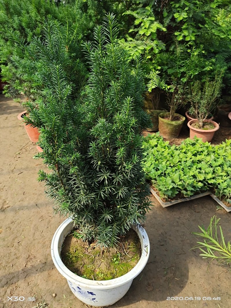 红豆杉带果曼地亚红豆杉带盆原盆原土包邮发货