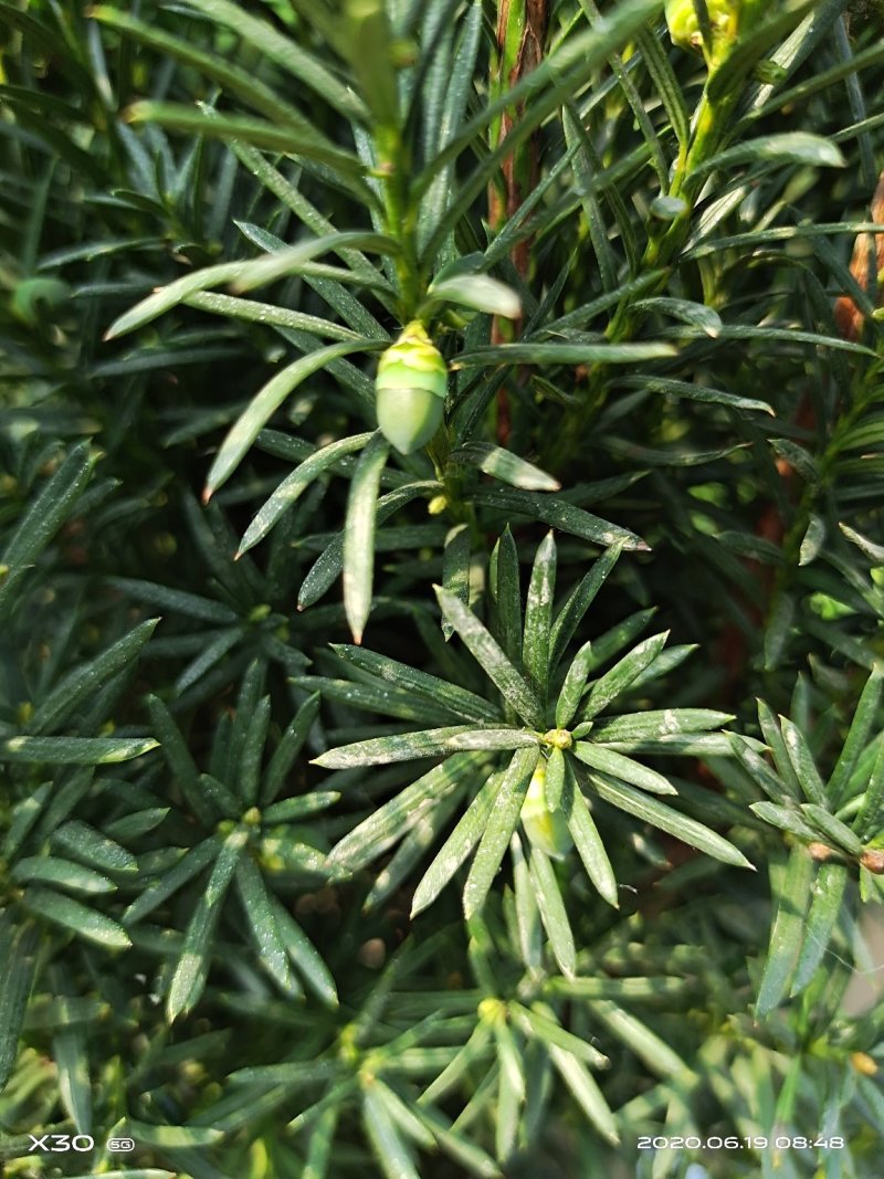 红豆杉带果曼地亚红豆杉带盆原盆原土包邮发货