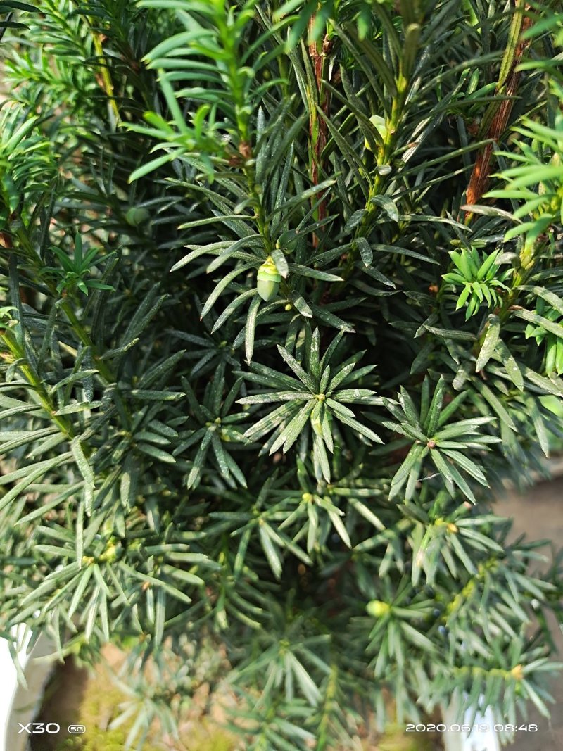 红豆杉带果曼地亚红豆杉带盆原盆原土包邮发货