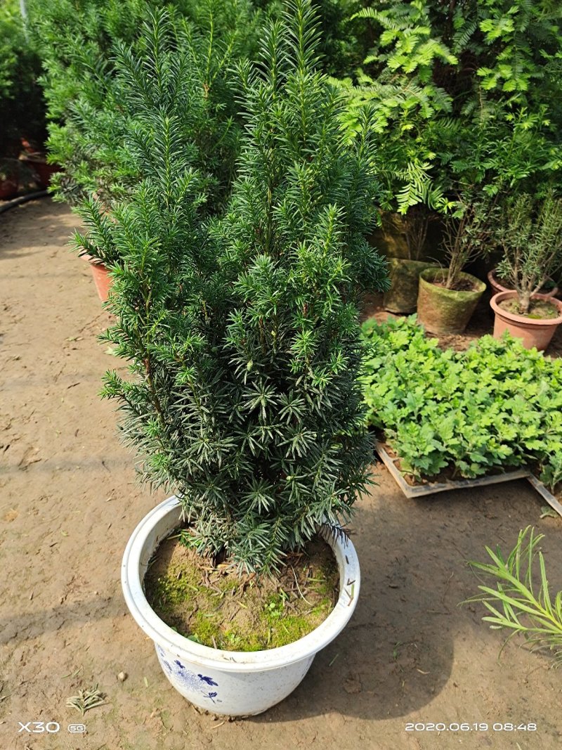 红豆杉带果曼地亚红豆杉带盆原盆原土包邮发货