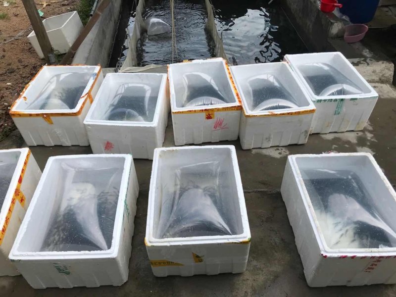 本地塘鲺鱼苗皇妃壹号提供技术包邮发货