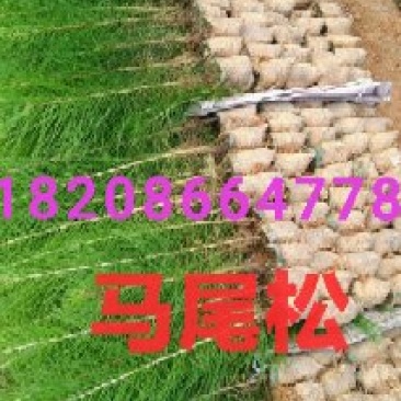 马尾松苗