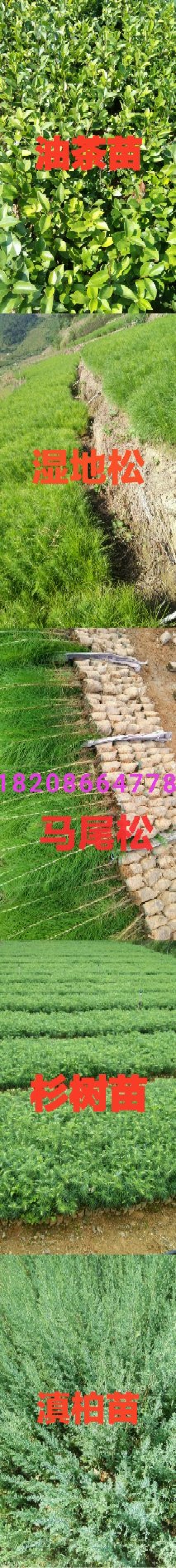 马尾松苗