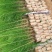 马尾松苗
