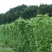 蔬菜/豆类/四季豆/架豆