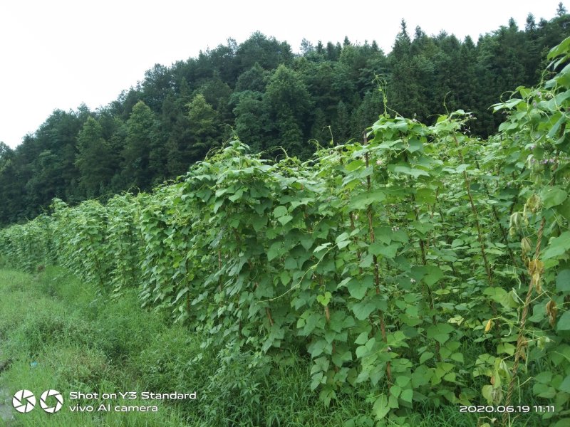 蔬菜/豆类/四季豆/架豆