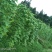 蔬菜/豆类/四季豆/架豆