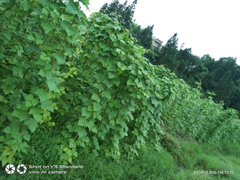 蔬菜/豆类/四季豆/架豆