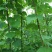 蔬菜/豆类/四季豆/架豆
