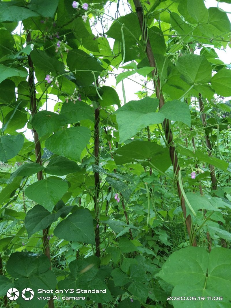 蔬菜/豆类/四季豆/架豆