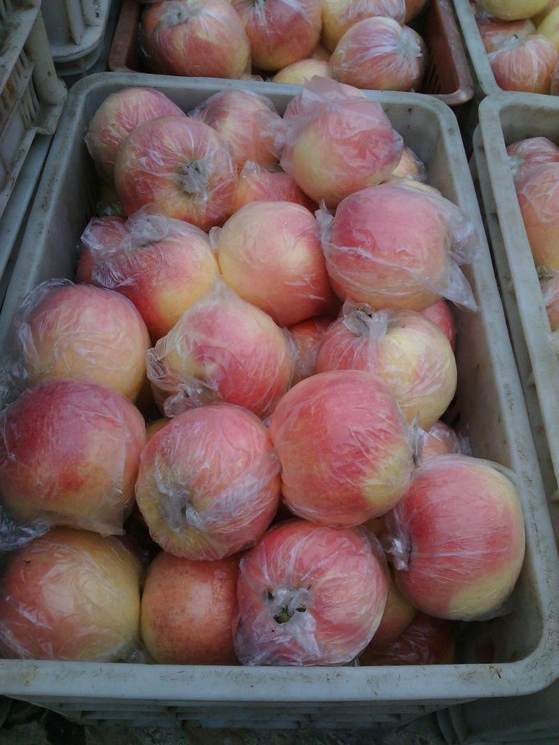 山东苹果水晶红富士苹果产地直供冷库苹果优质货源脆甜