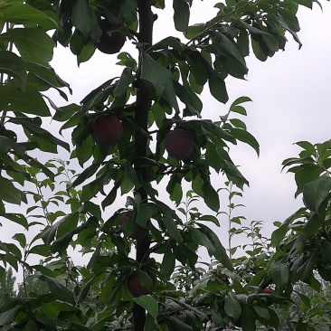 河南李子产地六月紫红布林黑宝石等口感好品质优