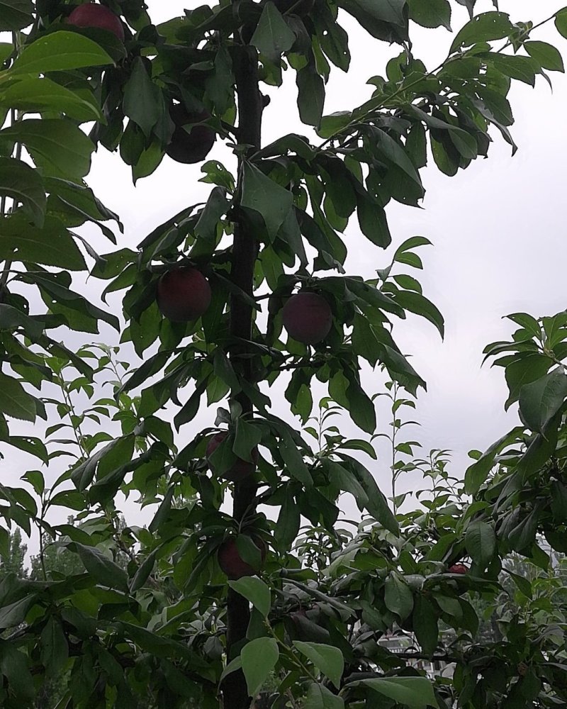 河南李子产地六月紫红布林黑宝石等口感好品质优