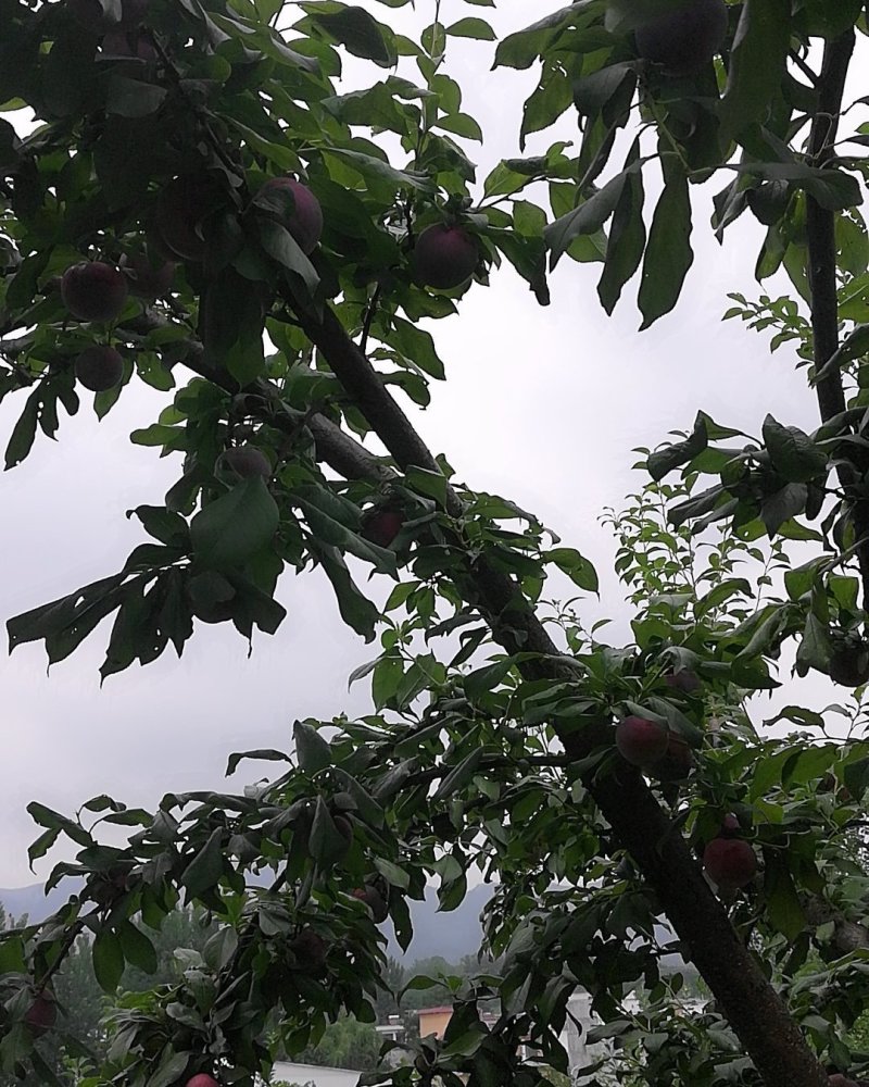 河南李子产地六月紫红布林黑宝石等口感好品质优