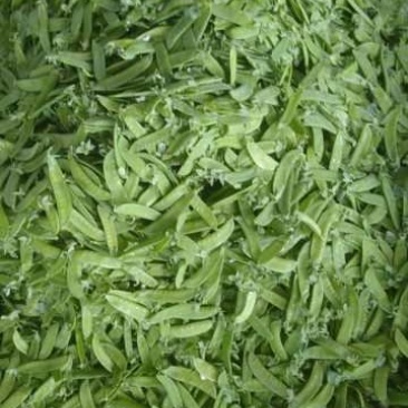 精品荷兰豆