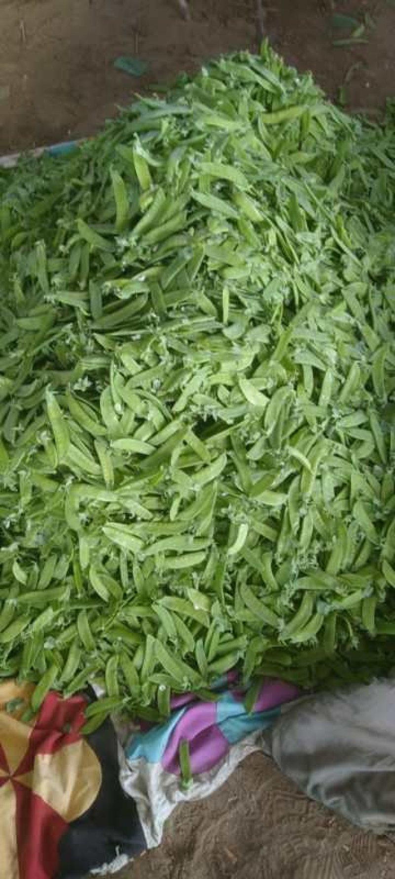 精品荷兰豆