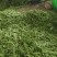 精品荷兰豆