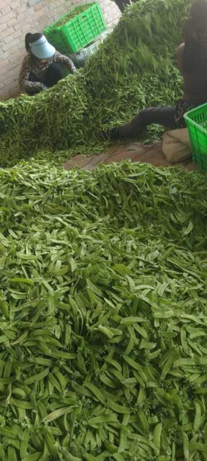 精品荷兰豆