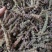荆芥穗河北干荆芥穗新货无硫净货量大从优可供批发零售