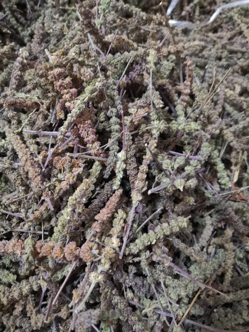 荆芥穗河北干荆芥穗新货无硫净货量大从优可供批发零售