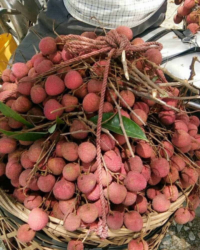 黑叶荔枝冲量大放价0.9-1.3