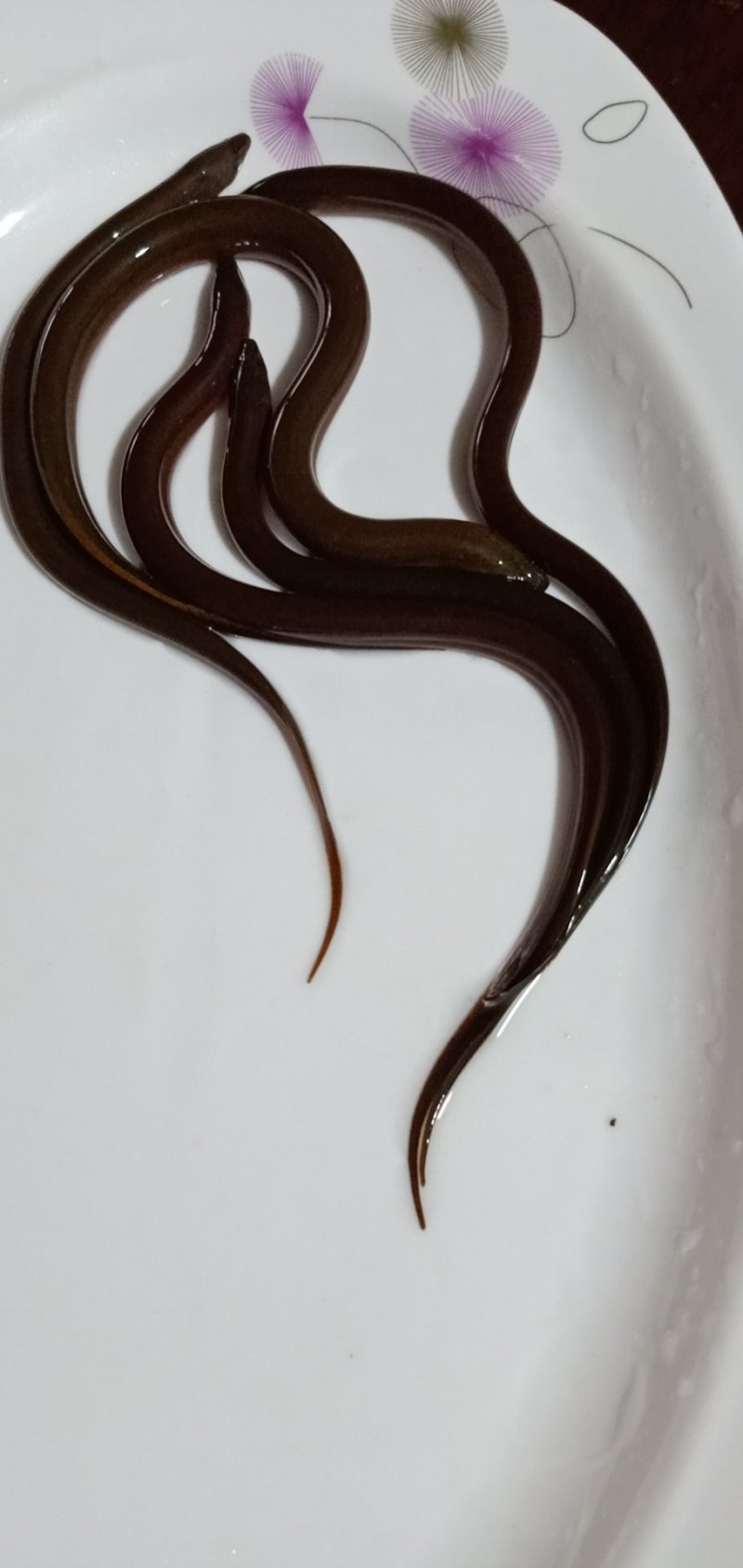 黄鳝鱼苗，正大9号黄鳝鱼苗，杂交黄鳝鱼苗，本地黄鳝鱼苗