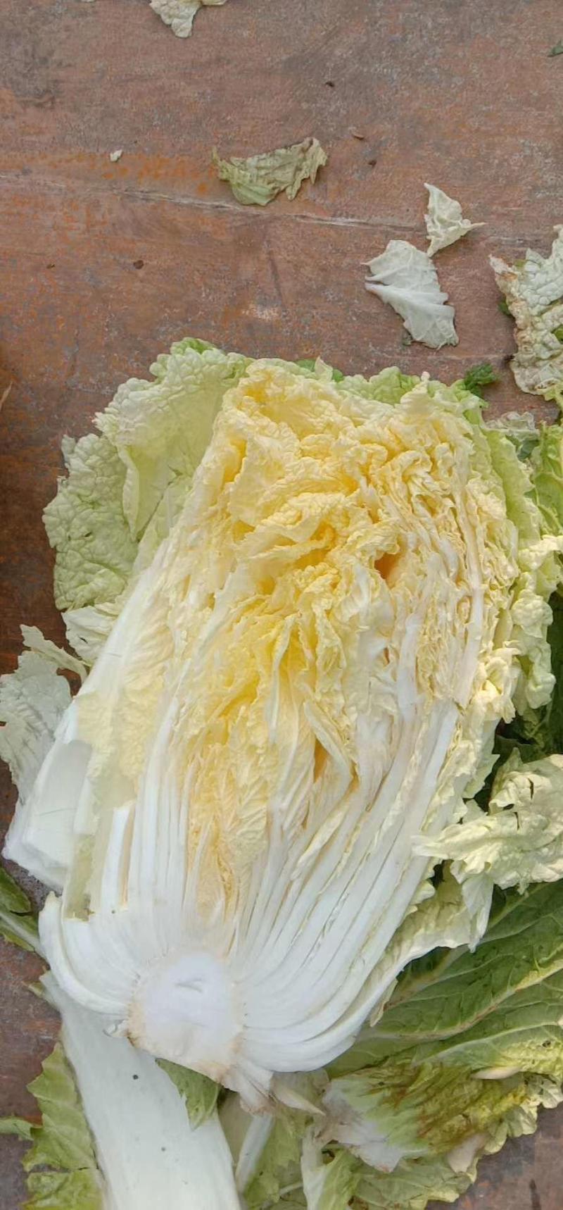 湖北精品高山黄心大白菜品质优良，产地直销批发代发全国