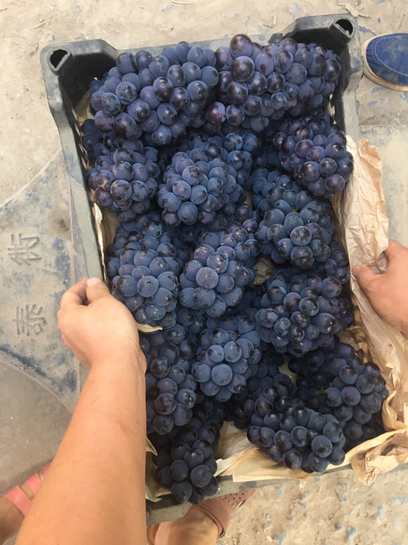 夏黑葡萄，诚信代办河北邯郸基地，质量保证，口感润口