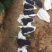 夏黑葡萄，诚信代办河北邯郸基地，质量保证，口感润口