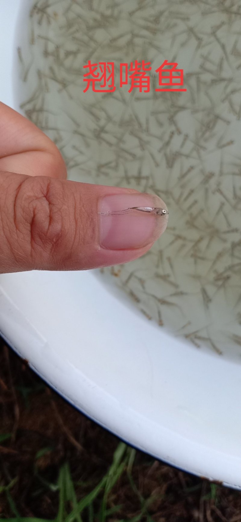 大量供应大白刁白鱼拉网不跳的翘嘴鱼苗个头好