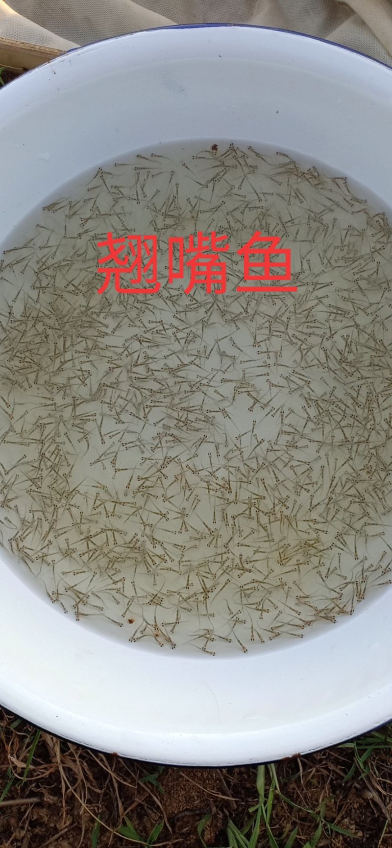 大量供应大白刁白鱼拉网不跳的翘嘴鱼苗个头好