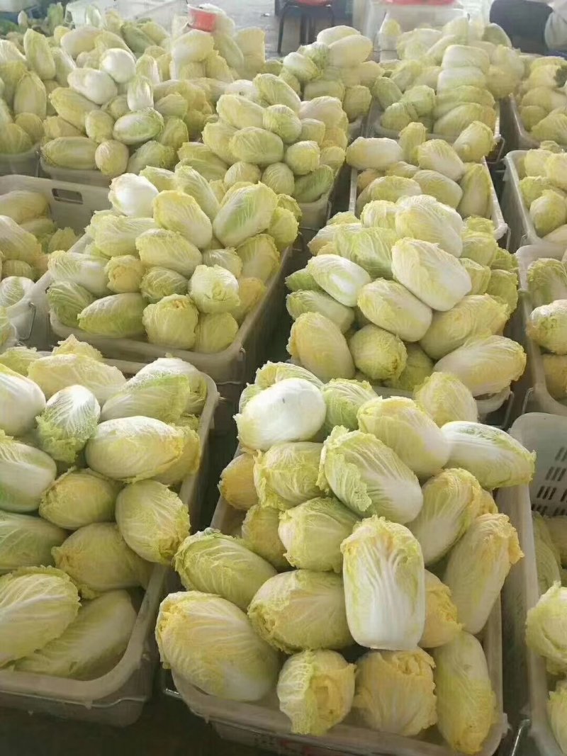 娃娃菜，娃娃菜，娃娃菜。娃娃菜，娃娃菜，娃娃菜