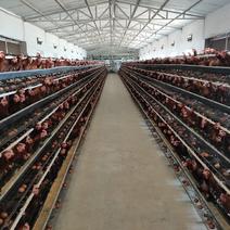 富平自家蛋鸡养殖厂直供无中间商新鲜健康绿食品（